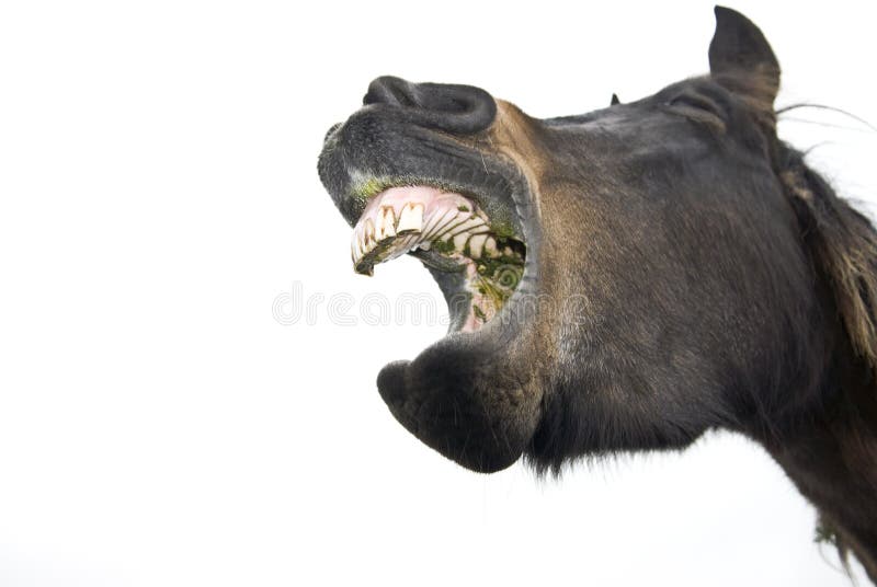 A comical color photo of a yawning brown horse showing it`s teeth and gums. A comical color photo of a yawning brown horse showing it`s teeth and gums.