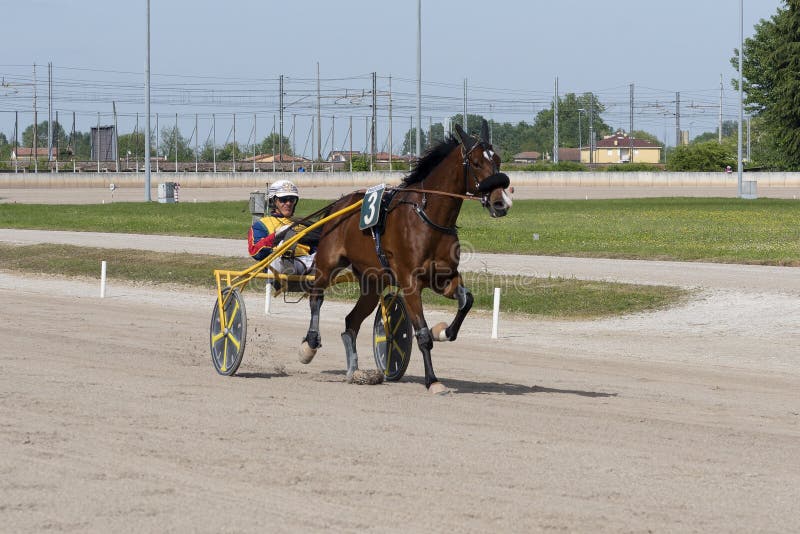 Padua, Italy - 2024, Apr. 28: Trotting racehorse number 3 with jockey on a sand track at le Padovanelle racecourse in Padua Italy. Padua, Italy - 2024, Apr. 28: Trotting racehorse number 3 with jockey on a sand track at le Padovanelle racecourse in Padua Italy