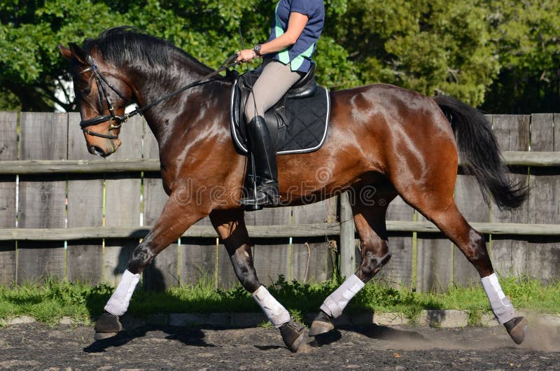 Outdoor full body side view of a beautiful bay obedient purebred Hanoverian horse (gelding) being ridden in the dressage arena in trotting pace. Outdoor full body side view of a beautiful bay obedient purebred Hanoverian horse (gelding) being ridden in the dressage arena in trotting pace.