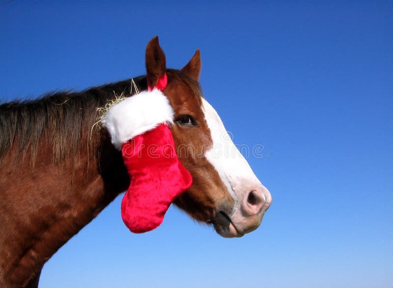 Ranch gelding in north Texas carries his Christmas stocking looped over his ear, stocking is stuffed with hay, brilliant blue winter sky. Ranch gelding in north Texas carries his Christmas stocking looped over his ear, stocking is stuffed with hay, brilliant blue winter sky.