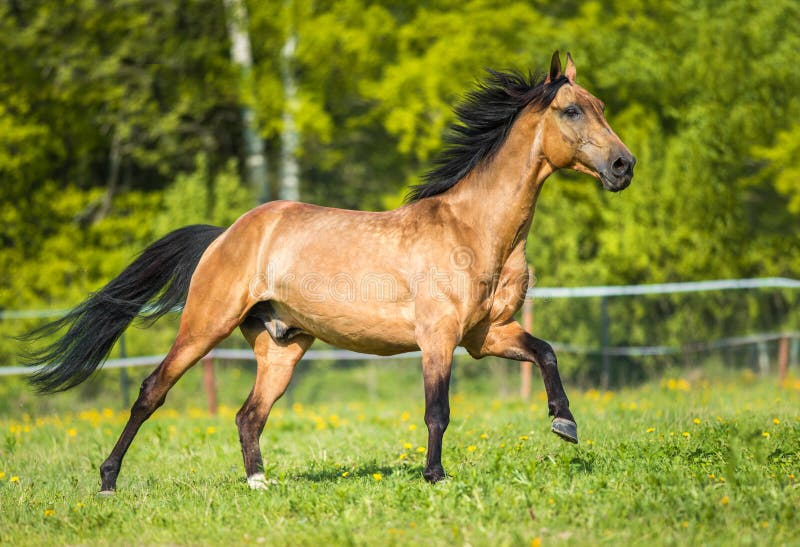 Caballo de oro de Akhal-teke de la bahía que juega en el prado fotografía de archivo Caballo de oro de Akhal-teke de la bahía que juega en el prado fotografía de archivo