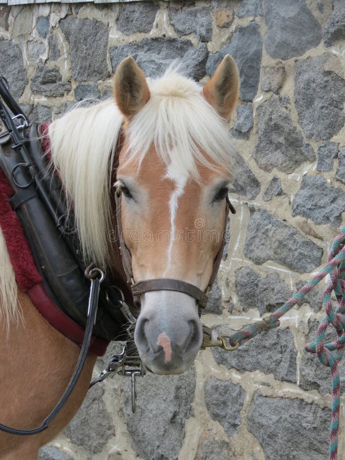 Caballo de proyecto listo para tirar