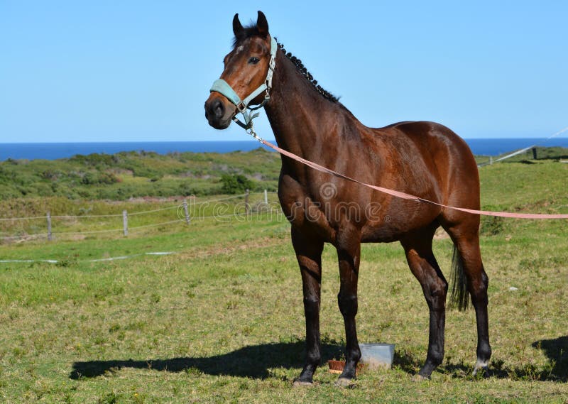 Full body of a beautiful thoroughbred race horse gelding with alert facial expression standing on pasture and gazing. Full body of a beautiful thoroughbred race horse gelding with alert facial expression standing on pasture and gazing.