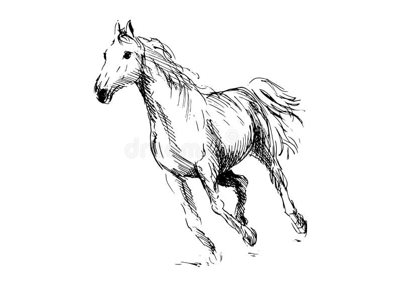 Caballo del dibujo de la mano ilustración del vector Caballo del dibujo de la mano ilustración del vector