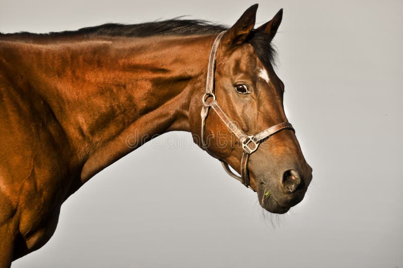 A 21 year old bay gelding with a white star on his forehead. A 21 year old bay gelding with a white star on his forehead