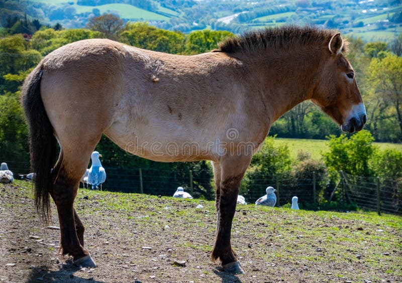 Caballo del ` s de Przewalski que se coloca en un campo fotos de archivo Caballo del ` s de Przewalski que se coloca en un campo fotos de archivo