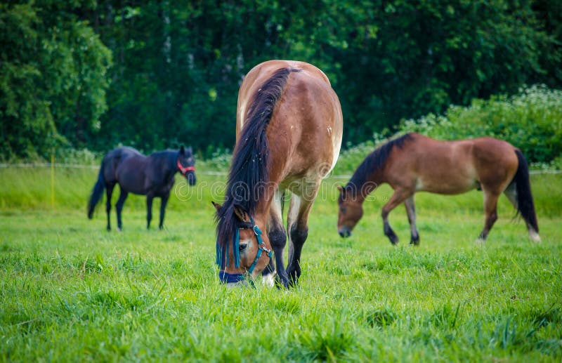 Portrait of gelding horse in the field in the summer landscape. Portrait of gelding horse in the field in the summer landscape