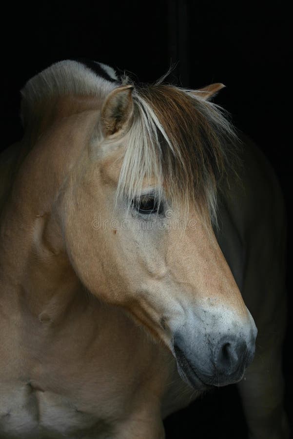 A Norwegian fjord horse on a pitch black background. A Norwegian fjord horse on a pitch black background