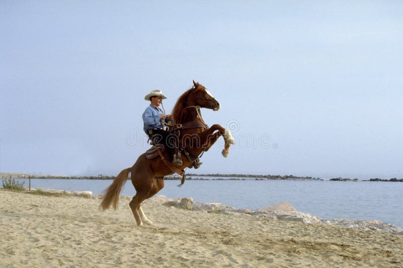 Caballo en playa imagenes de archivo Caballo en playa imagenes de archivo