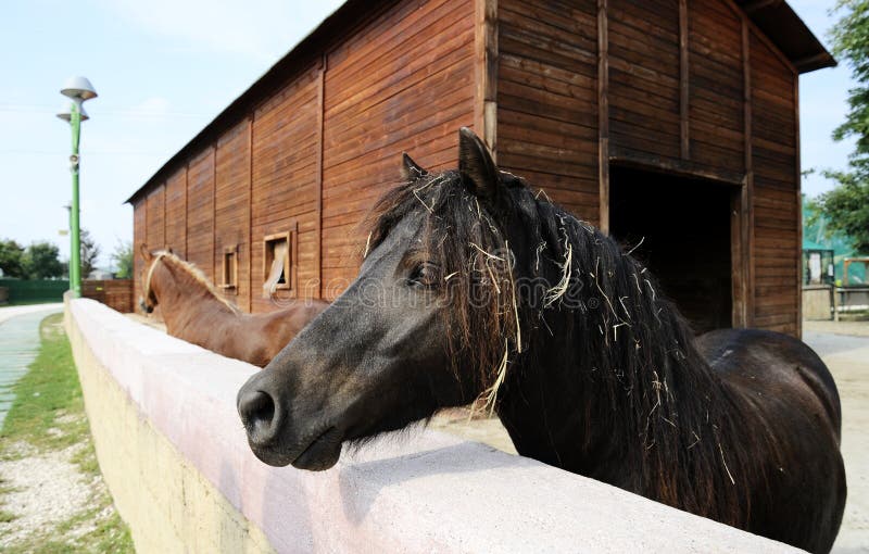 Caballo en recinto Caballo negro hermoso que se coloca en recinto espacioso grande cerca del establo en la granja fotografía de archivo libre de regalías Caballo en recinto Caballo negro hermoso que se coloca en recinto espacioso grande cerca del establo en la granja fotografía de archivo libre de regalías