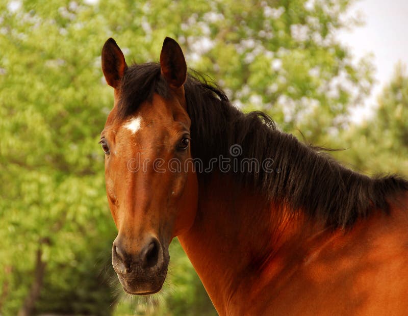 A 21 year old bay gelding with a white star on his forehead. A 21 year old bay gelding with a white star on his forehead