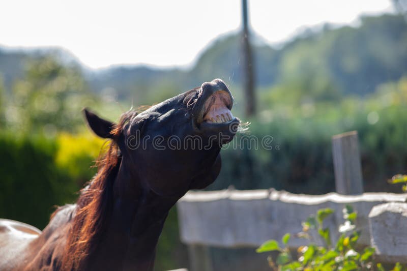 Caballo flotando y levantando el labio superior. Comportamiento de los caballos para reconocer el aroma. Stallion Flehming.