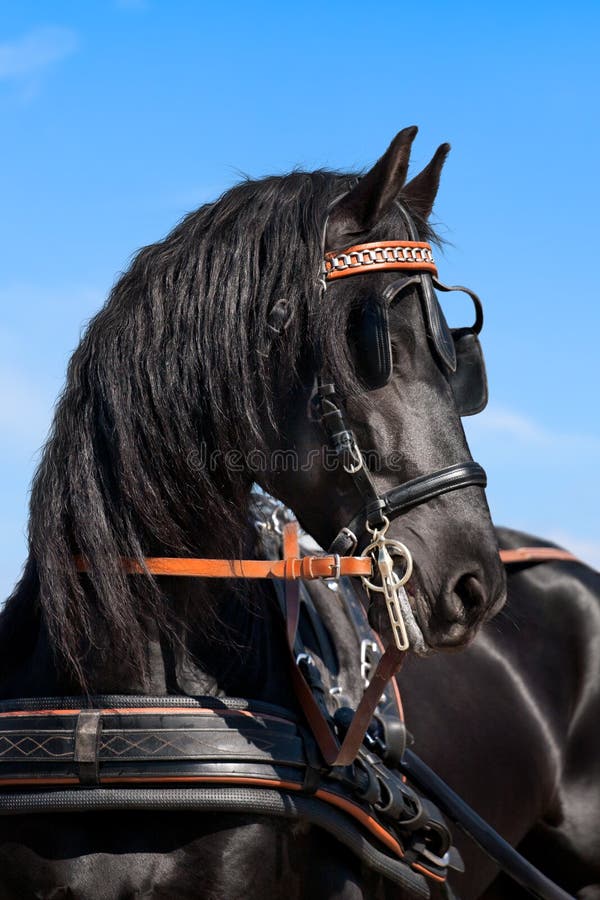 Caballo frisio negro en cielo fotos de archivo libres de regalías Caballo frisio negro en cielo fotos de archivo libres de regalías