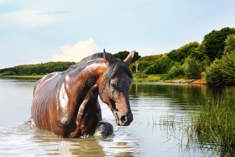 Caballo fuera del agua imágenes de archivo libres de regalías Caballo fuera del agua imágenes de archivo libres de regalías