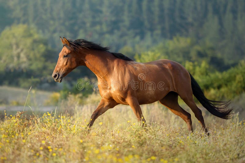 Caballo galopante de la castaña en la puesta del sol libremente en un prado en Galicia España imagenes de archivo Caballo galopante de la castaña en la puesta del sol libremente en un prado en Galicia España imagenes de archivo