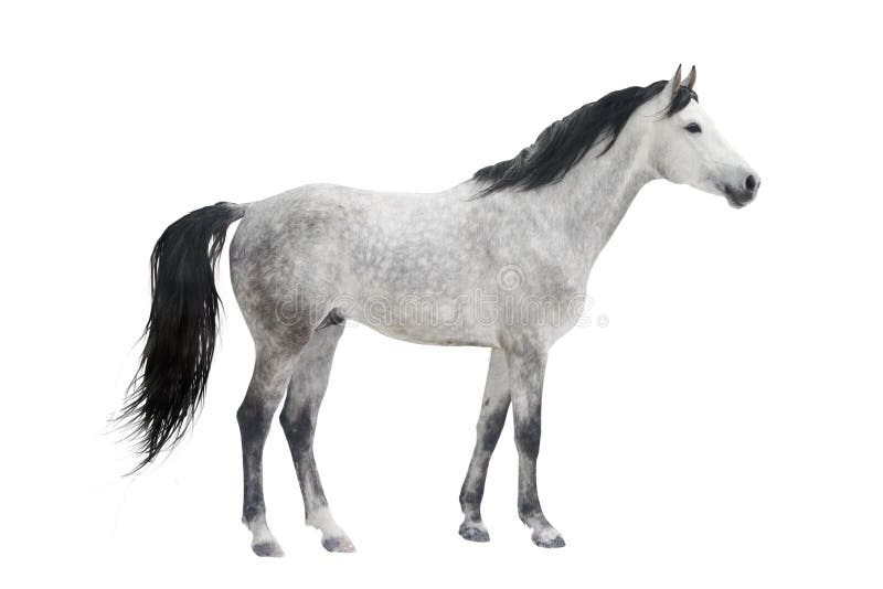 Gray horse isolated on white. Gray horse isolated on white