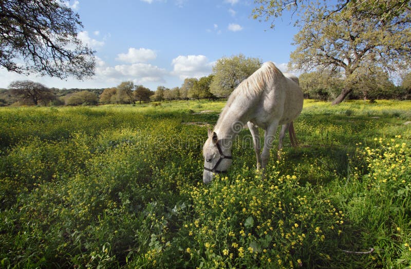 Gray horse on the meadow in the sunny spring day. Gray horse on the meadow in the sunny spring day