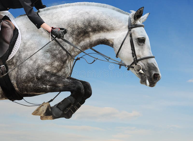 Equestrianism: Gray horse in jumping show against blue sky. Equestrianism: Gray horse in jumping show against blue sky