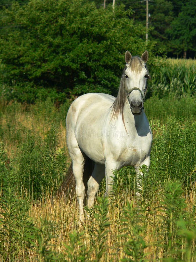 Beautiful gray horse in meadow, facing and looking forward. Beautiful gray horse in meadow, facing and looking forward