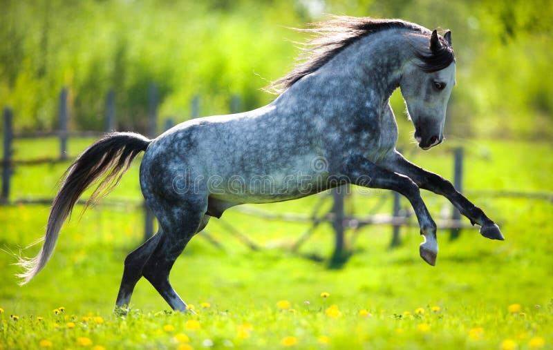 Gray horse run gallops in field in spring. Gray horse run gallops in field in spring.