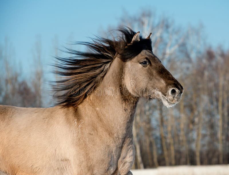 Wild gray horse running closeup. Wild gray horse running closeup