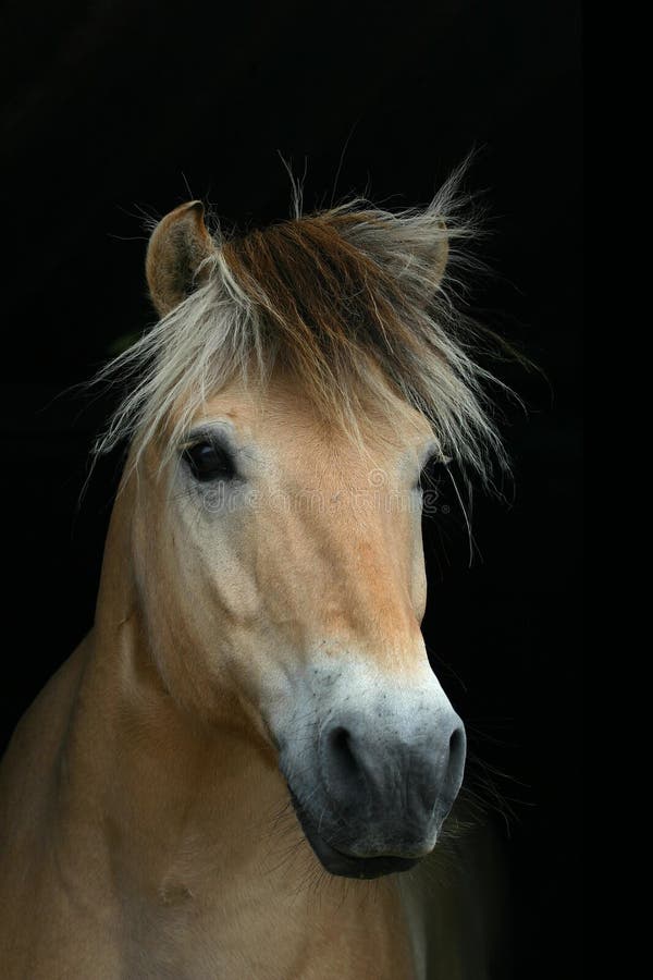 A Norwegian fjord horse on a pitch black background. A Norwegian fjord horse on a pitch black background