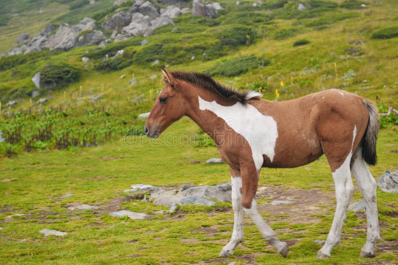 Caballo joven imagen de archivo. Imagen de prado, hierba 22315907