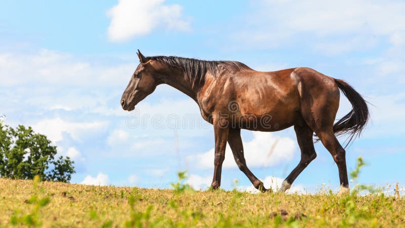 Un caballo fuerte y majestuoso