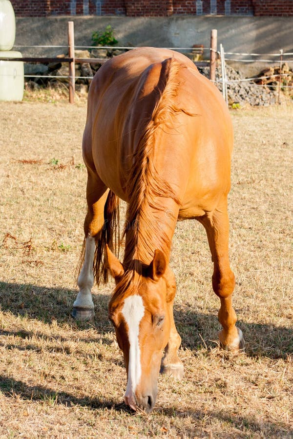 caballo marrón claro que come la hierba seca en una granja fotografía de archivo libre de regalías caballo marrón claro que come la hierba seca en una granja fotografía de archivo libre de regalías