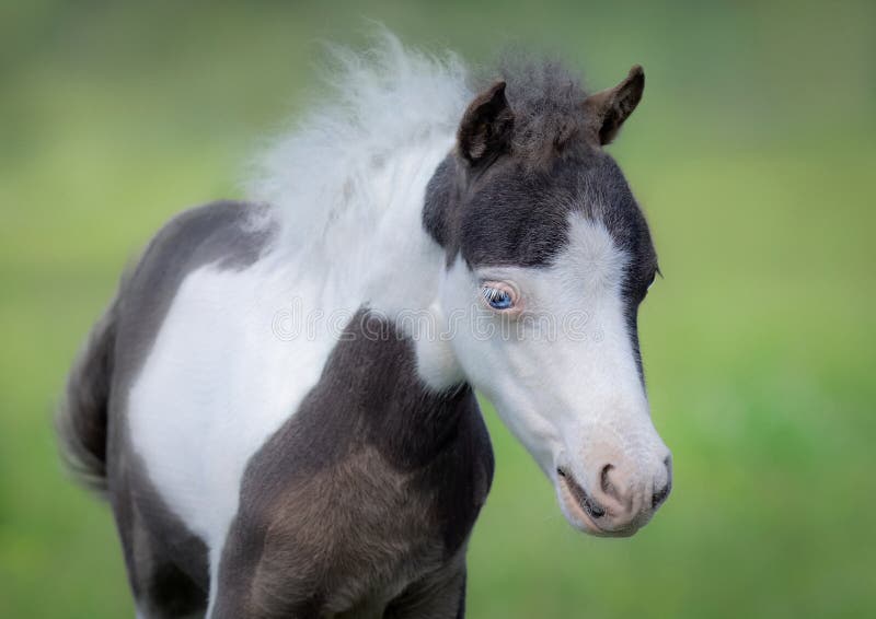 Caballo miniatura americano Retrato cercano para arriba de potro del pinto fotos de archivo libres de regalías Caballo miniatura americano Retrato cercano para arriba de potro del pinto fotos de archivo libres de regalías
