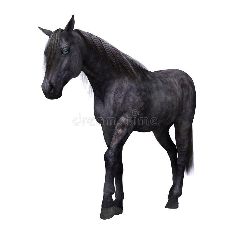 Caballo negro con los ojos azules libre illustration Caballo negro con los ojos azules libre illustration
