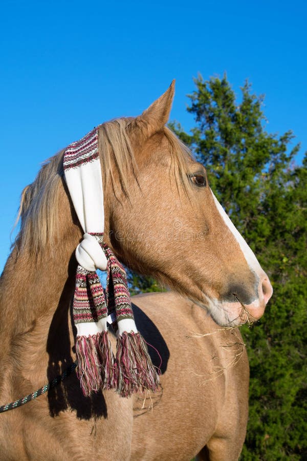Caballo Que Lleva Una Bufanda archivo - Imagen de caballo, rojo: 108813181