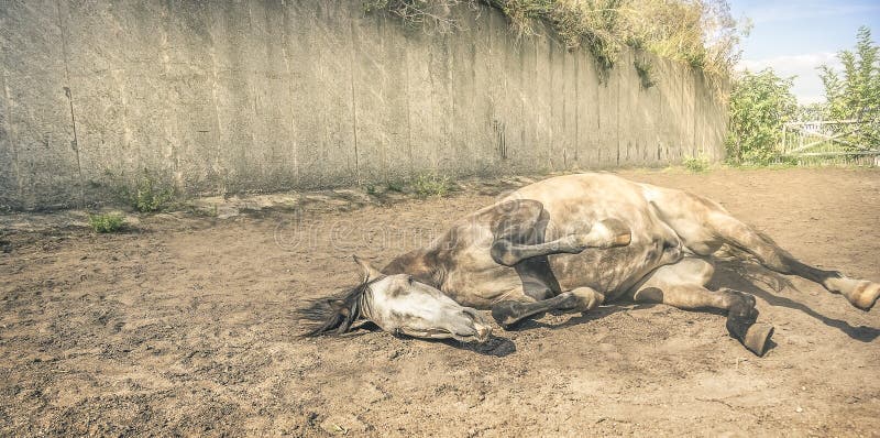 Caballo que miente en la arena de la yarda, entonada imágenes de archivo libres de regalías Caballo que miente en la arena de la yarda, entonada imágenes de archivo libres de regalías