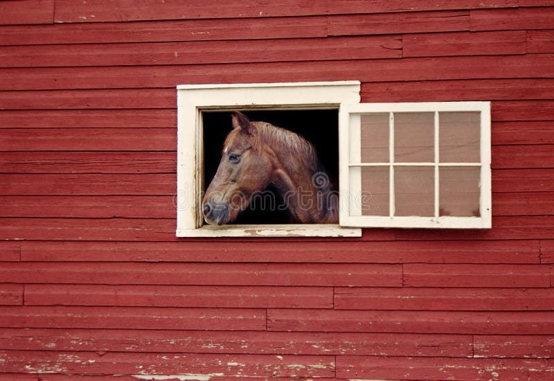 Caballo que mira fuera de ventana de la parada del granero rojo fotografía de archivo Caballo que mira fuera de ventana de la parada del granero rojo fotografía de archivo
