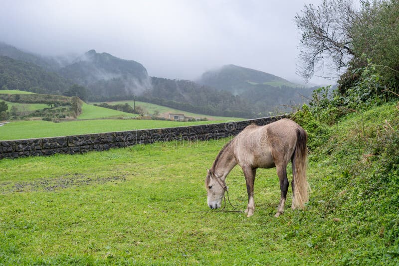 Caballo que pasta en pasto debajo de las montañas durante día nublado imágenes de archivo libres de regalías Caballo que pasta en pasto debajo de las montañas durante día nublado imágenes de archivo libres de regalías
