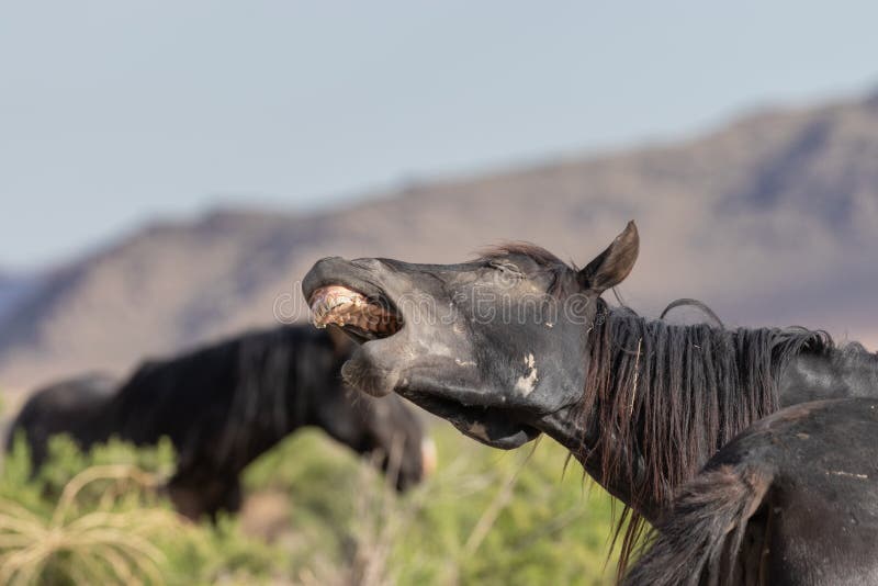 Caballo salvaje Flehming en el desierto de Utah fotos de archivo libres de regalías