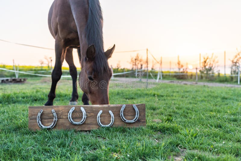 ¿Qué pasa si no se le ponen herraduras a un caballo?