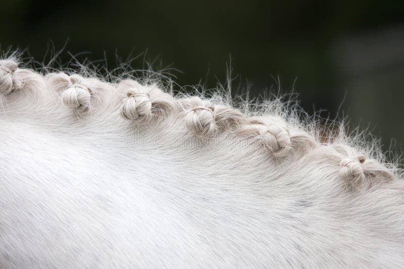 Caballo - trenzas fotografía de archivo libre de regalías Caballo - trenzas fotografía de archivo libre de regalías