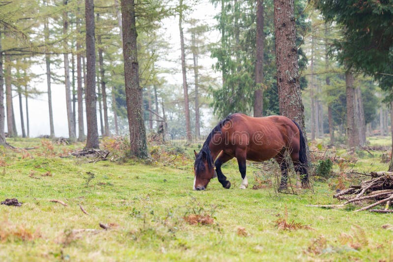 Caballo vasco de la raza del caballo de la montaña que pasta en la montaña imágenes de archivo libres de regalías Caballo vasco de la raza del caballo de la montaña que pasta en la montaña imágenes de archivo libres de regalías