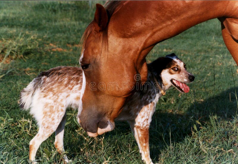 Gentle ranch gelding and smiling ranch dog. Gentle ranch gelding and smiling ranch dog.