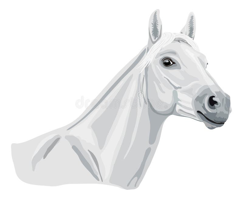 Caballo árabe blanco stock de ilustración Caballo árabe blanco stock de ilustración