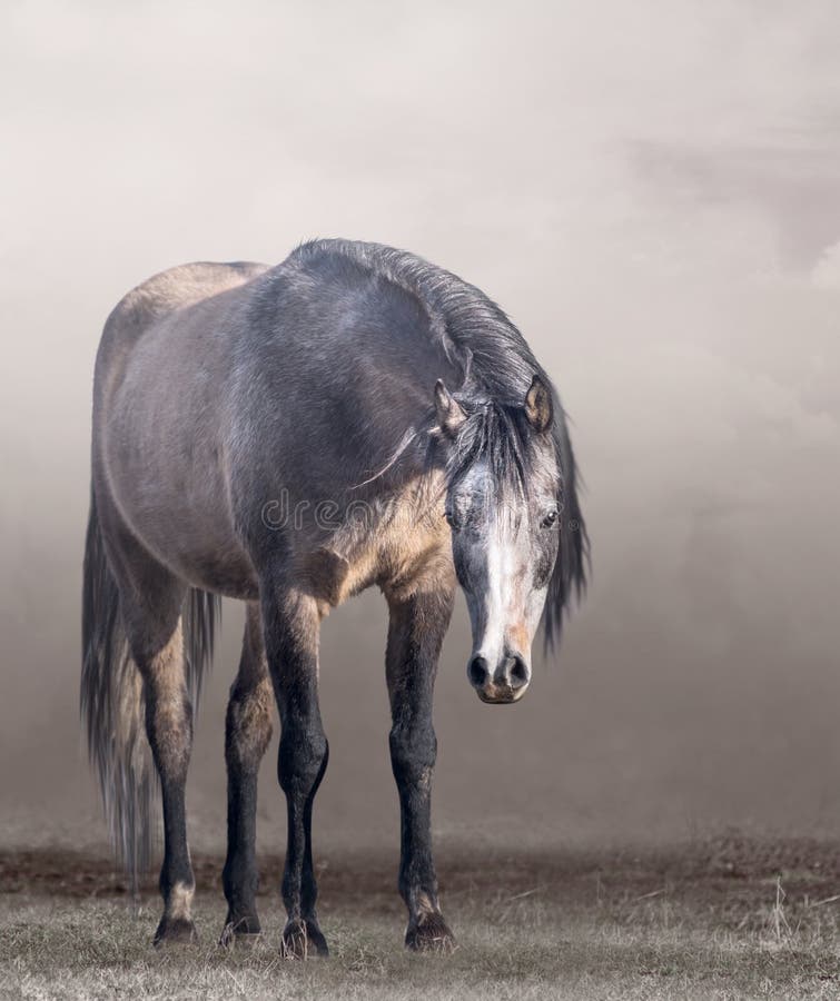 Caballo árabe en niebla en tiempo nublado imagen de archivo Caballo árabe en niebla en tiempo nublado imagen de archivo