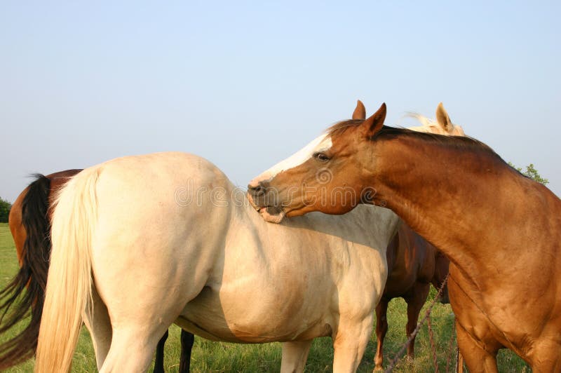 Fat sorrel ranch gelding grooming palomino horse across the fence. Fat sorrel ranch gelding grooming palomino horse across the fence.