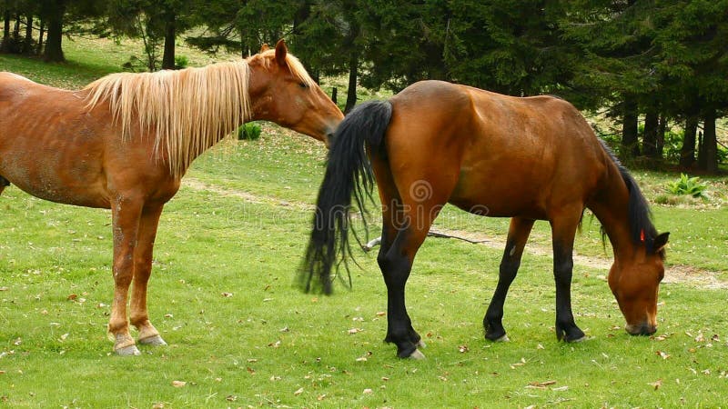 Caballos almacen de video. Vídeo de sexo, comportamiento - 38364622