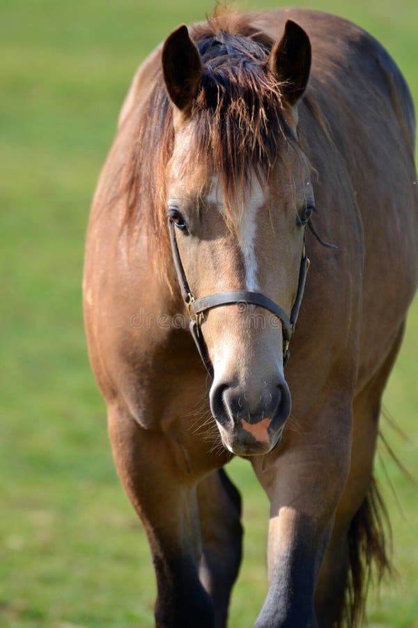 2 year old buckskin quarter horse gelding walking in pasture. 2 year old buckskin quarter horse gelding walking in pasture