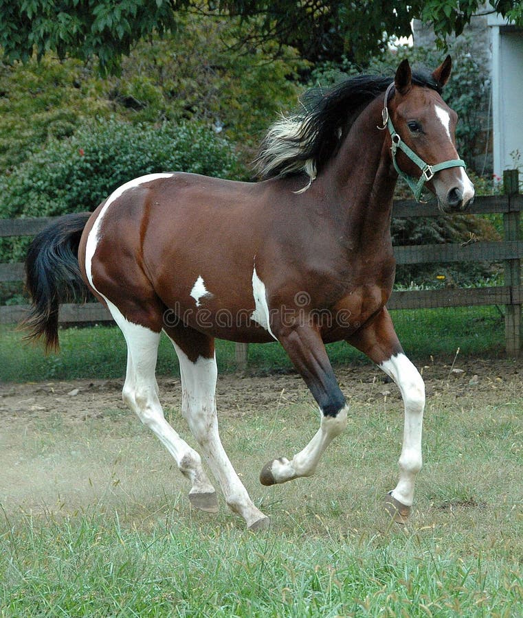 Bay and white Tobiano Pinto German Oldenburg warmblood gelding running in pasture. Bay and white Tobiano Pinto German Oldenburg warmblood gelding running in pasture