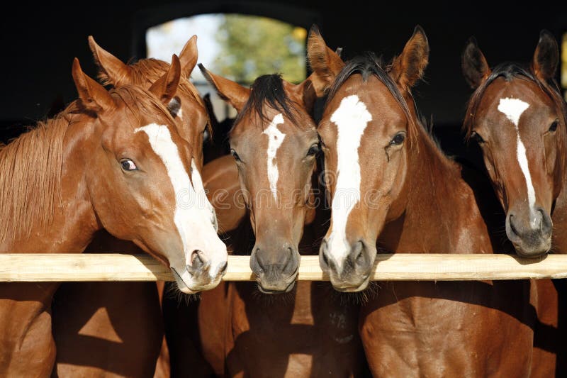 Caballos anglo-árabes criados en línea pura de la castaña que se colocan en la puerta de granero foto de archivo libre de regalías Caballos anglo-árabes criados en línea pura de la castaña que se colocan en la puerta de granero foto de archivo libre de regalías