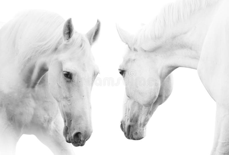Caballos blancos foto de archivo Caballos blancos foto de archivo