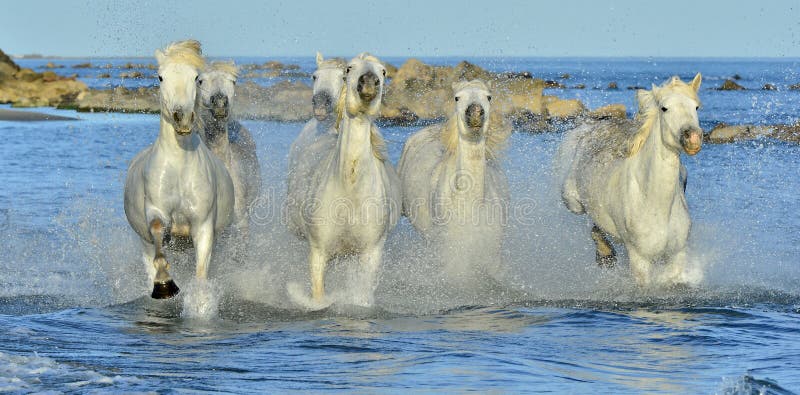 Caballos blancos corrientes de Camargue imagenes de archivo Caballos blancos corrientes de Camargue imagenes de archivo