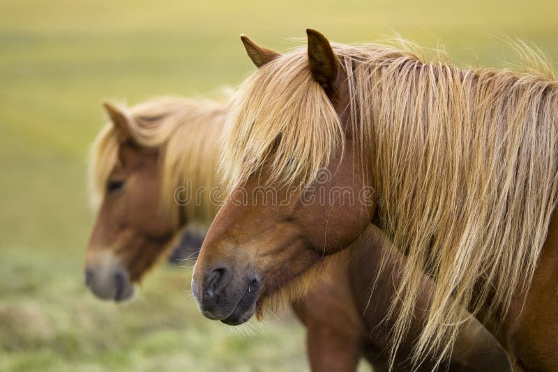Caballos de Islandia imagen de archivo. Imagen de caballo 28111047